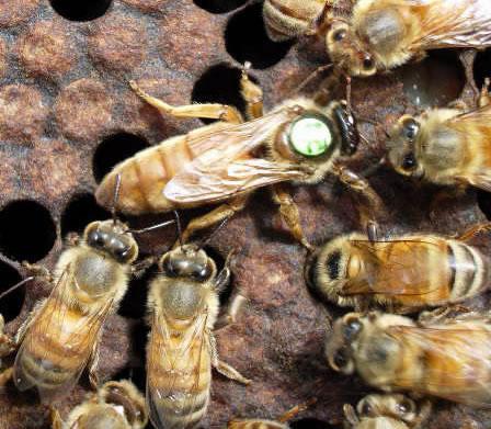 A méhcsiga közepe: a méh fő mintája