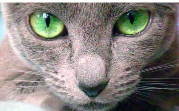 Klasszikus macska fajtája: orosz kék