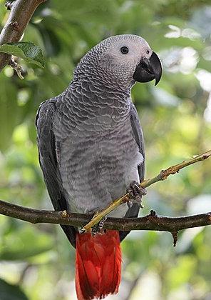 Mennyi ideig tart a fogságban a papagáj?