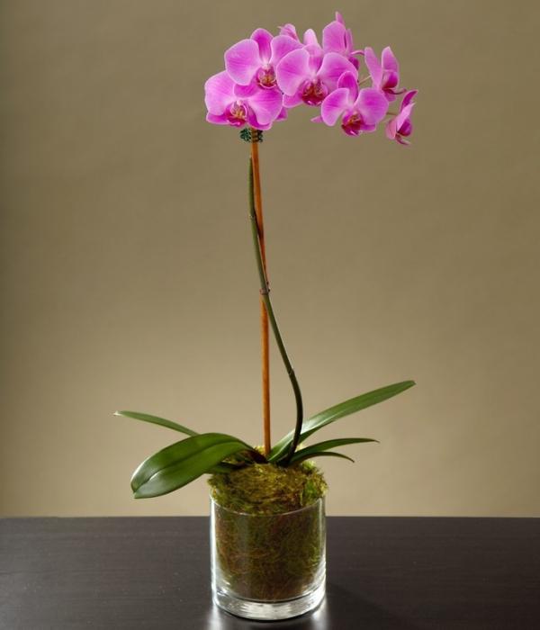 Az orchideák elegáns szépségei: otthoni gondozás. Phalaenopsis