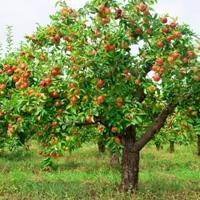A kertészkedés titkai: alma felső öltözködés ősszel