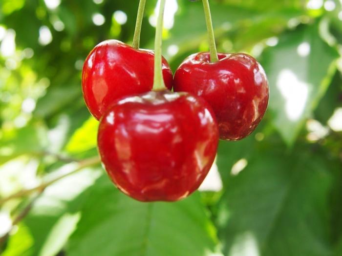 Cherry Ordinary - A tavaszi kert királynője
