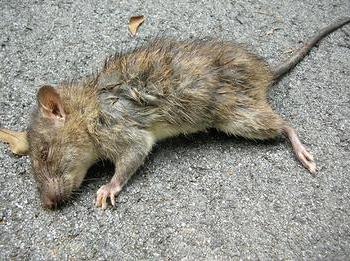milyen halott patkány álmodik