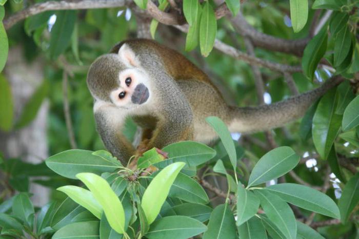 Mókus majom: egy csodálatos főemlős élet és élőhelye