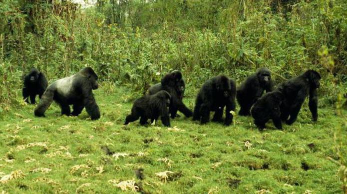 Mountain gorilla: fotó, leírás
