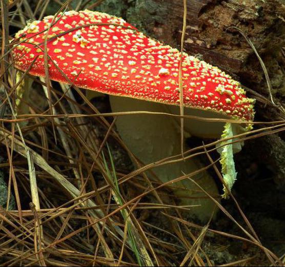 A gombák ehető és mérgező gombák - hogyan kell felismerni? A fő mérgező gombák típusa