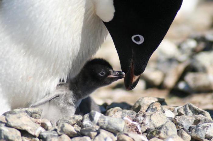 Penguinek madarak vagy állatok? Kérdések és válaszok