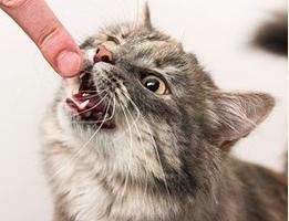 Urolithiasis egy macskában - tünetek, kezelés