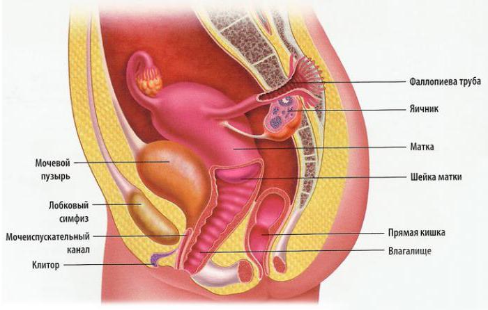 női ürömféreg reproduktív szervei mi a bika galandféreg növekedési zónája